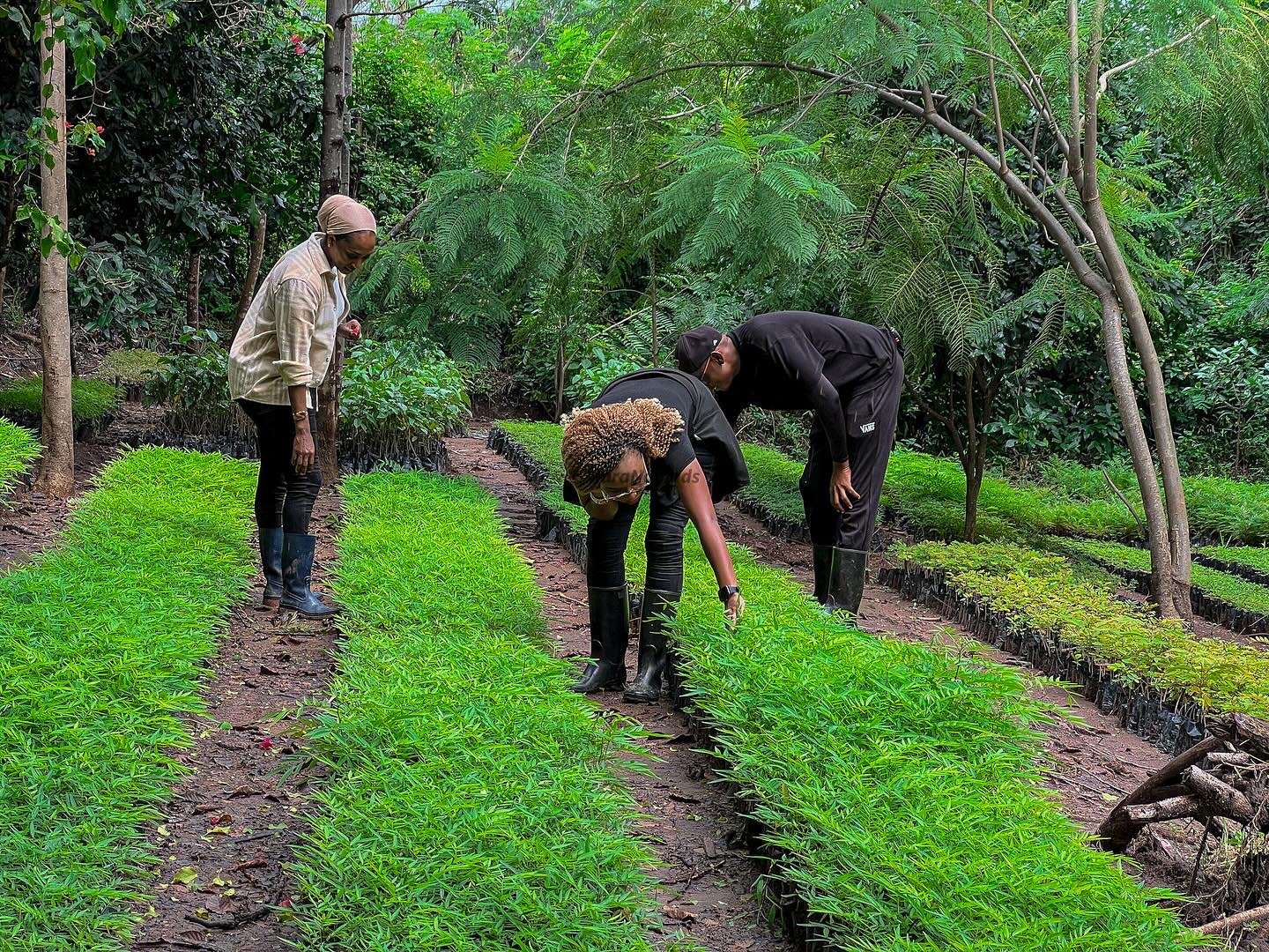 Mud Run II: Forest Fury